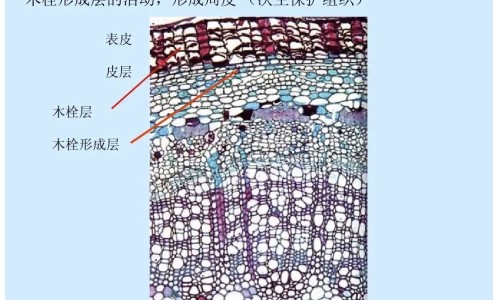 蝉蜕的功效与作用点-蝉蜕的功效与作用及禁忌症,中国蝉蜕的功效与作用及禁忌网站